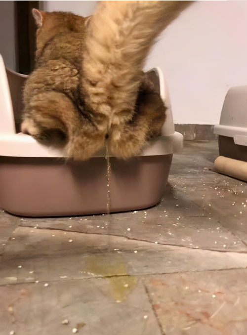 公猫发情食欲不佳
