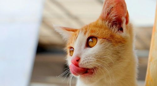 猫一直把舌头伸出来的什么病