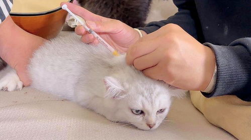 猫打第一针疫苗时间