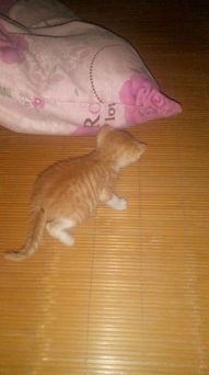 小猫出生多久会拉粑粑