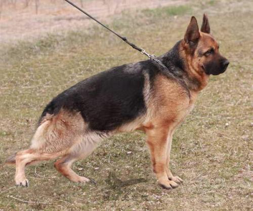 开犬舍需要什么证件
