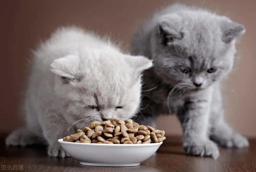 猫粮给多了猫还会继续吃吗