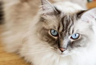 什么宠物猫价格最贵