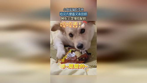 小狗能吃什么零食