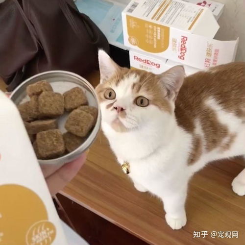 美毛的猫粮有效果吗-