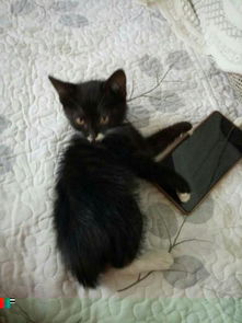 刚接回来的小猫不吃猫粮