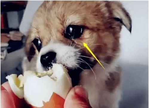 梦见鸡蛋让狗吃了