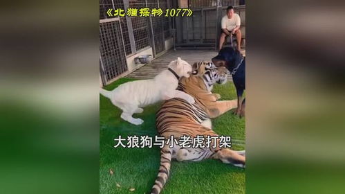 狼狗打得过老虎吗