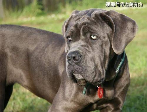 护主犬厉害吗