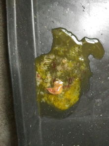 狗狗拉稀很臭带血很腥带血