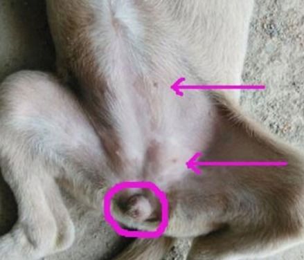 幼犬怎么分公母狗