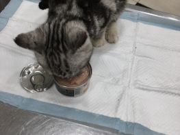 狗老年病科主要疾病