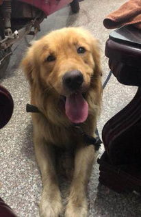 金毛犬配种多少天生小狗
