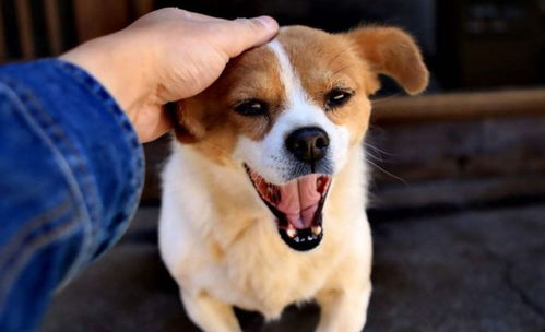 狗狗关节舒能长期吃吗