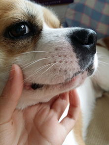 狗狗嘴边有白沫是怎么回事