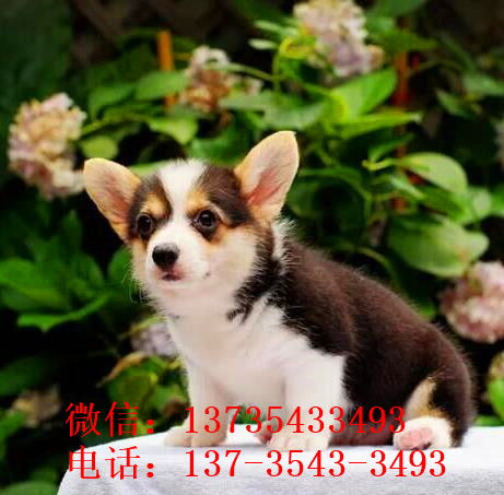 重庆宠物狗批发市场在哪里