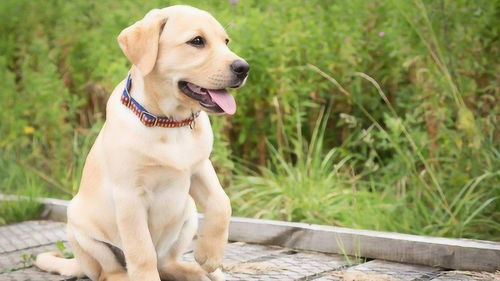 拉布拉多犬成年有多重