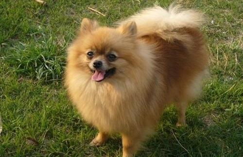 博美犬吃些什么