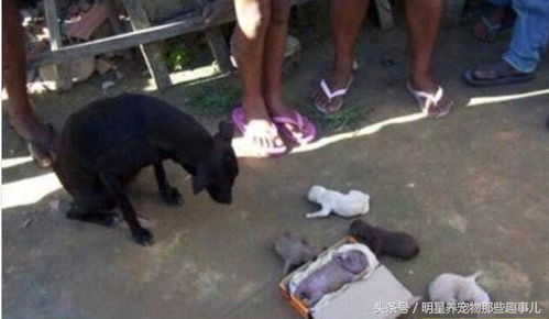 母狗怀孕多久可以拍片