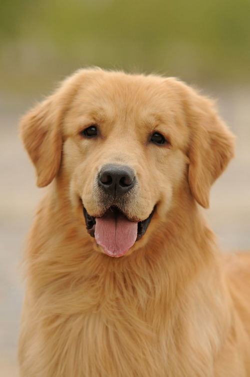 咖啡色金毛犬欣赏