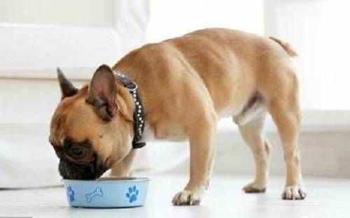 狗狗拉稀断食后吃什么
