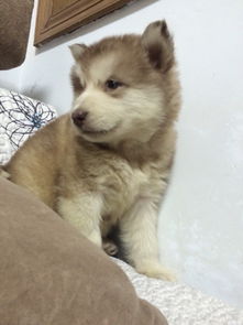 阿拉斯加犬眼睛发红