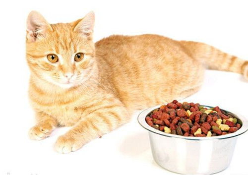 让猫有食欲的药