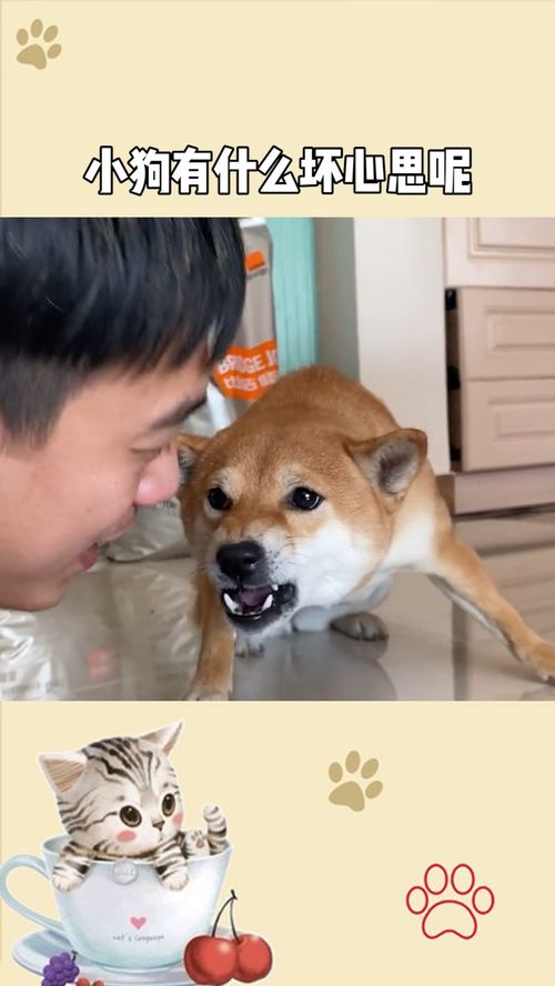 狗狗有什么坏心思呢-