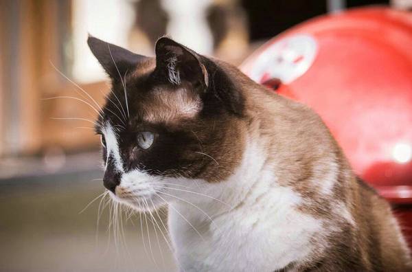 猫咪产后几天流血