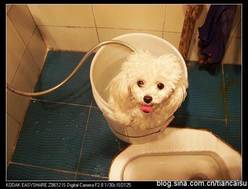 买的狗狗多久可以洗澡