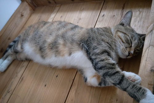 猫咪多久会有怀孕反应