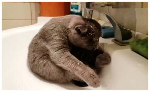 猫咪到家多久洗澡