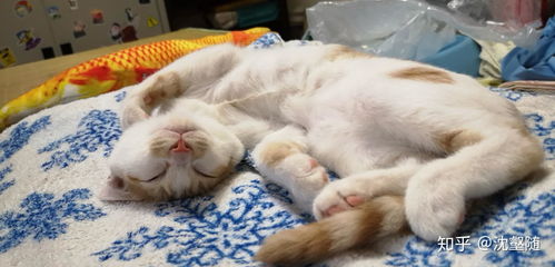 猫可以吃熟鸡蛋白吗会中毒吗
