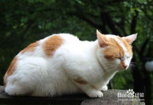 养猫咪注意哪些卫生