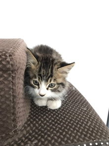 什么品种的猫抓老鼠排名