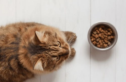 猫不吃新买的猫粮