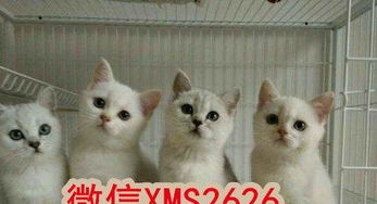 蓝猫多大需要打疫苗和驱虫