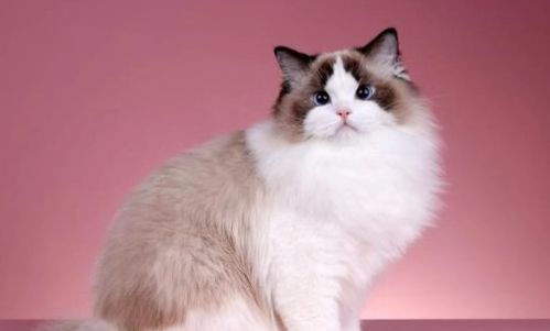 携带有狂犬的猫可以活多久