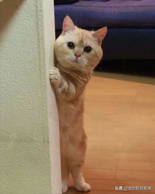 主人哭泣猫咪能感受到吗