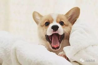 狗狗生产后一直哼唧