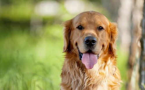 金毛犬一般相隔多久驱虫一次-
