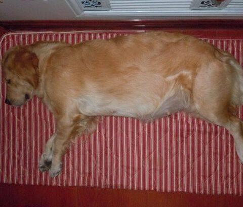 金毛犬怀孕多久生产