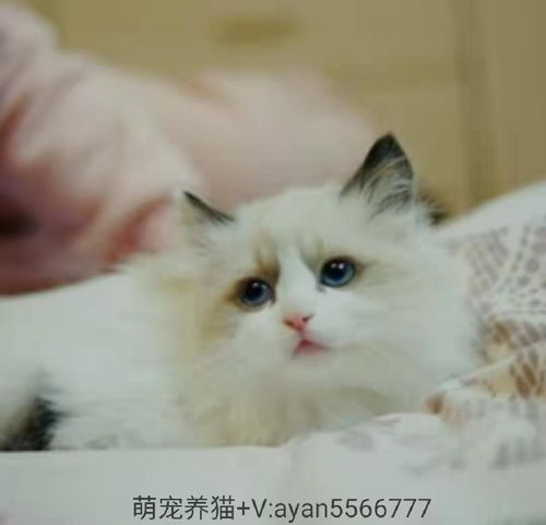 布偶猫多久可以打疫苗