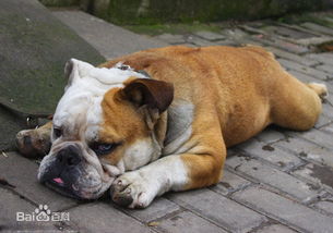 斗牛犬如何快速增肥