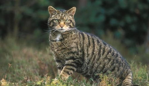 野猫多久生一窝