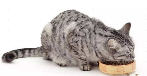 猫连续吐猫粮