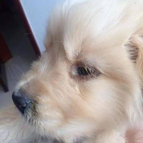 狗狗得狗瘟有什么症状