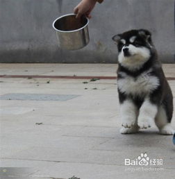 怎样训练阿拉斯加犬