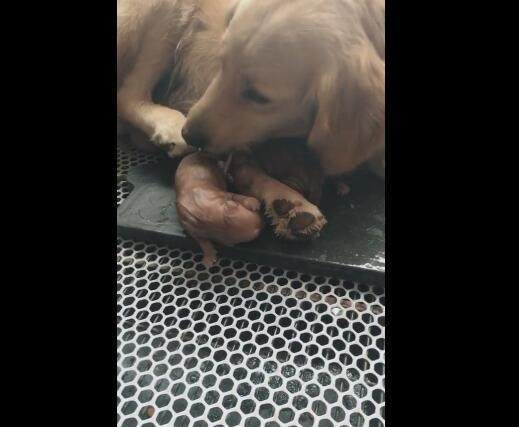 狗狗生宝宝大概要多久生完