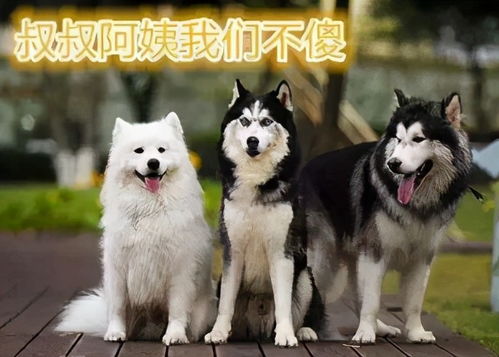 阿拉斯加狗傻不傻